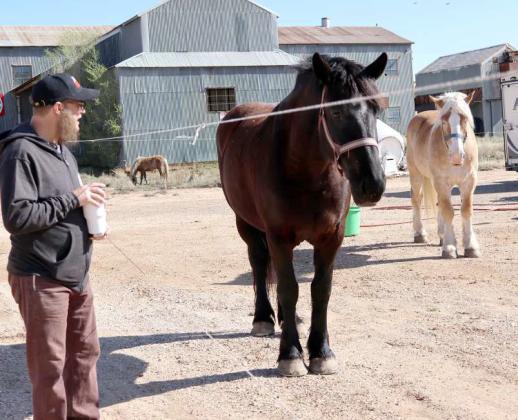 Mr. Leo Acton, spokesman and performer with the Culpepper &amp; Merriweather Circus, greets one of the bareback horses as he explains their care during a tour of the circus site on Saturday, April 13, 2024. (Photo by Ann Reagan)