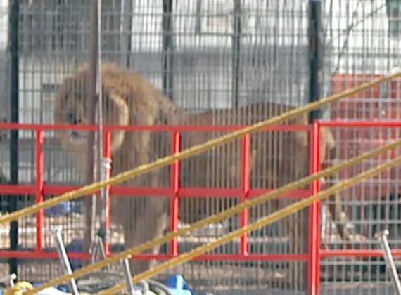 Wendell the male lion watches the crew raise the tent from his enclosure in Olton, Texas on Saturday, April 13, 2024. (Photo by Ann Reagan)